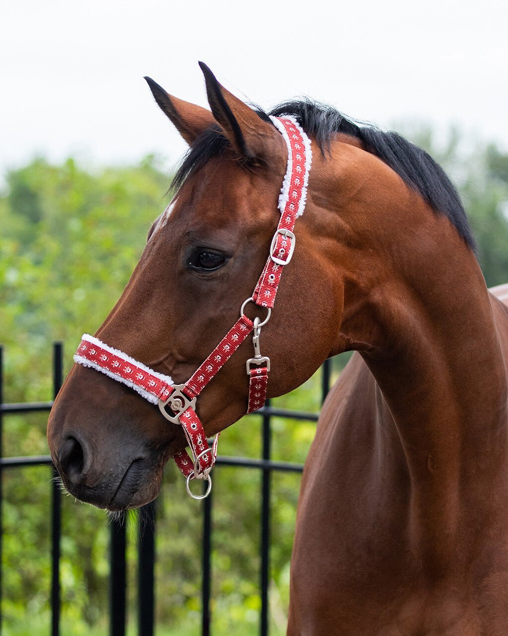 Christmas Headcollar - Nags Essentials