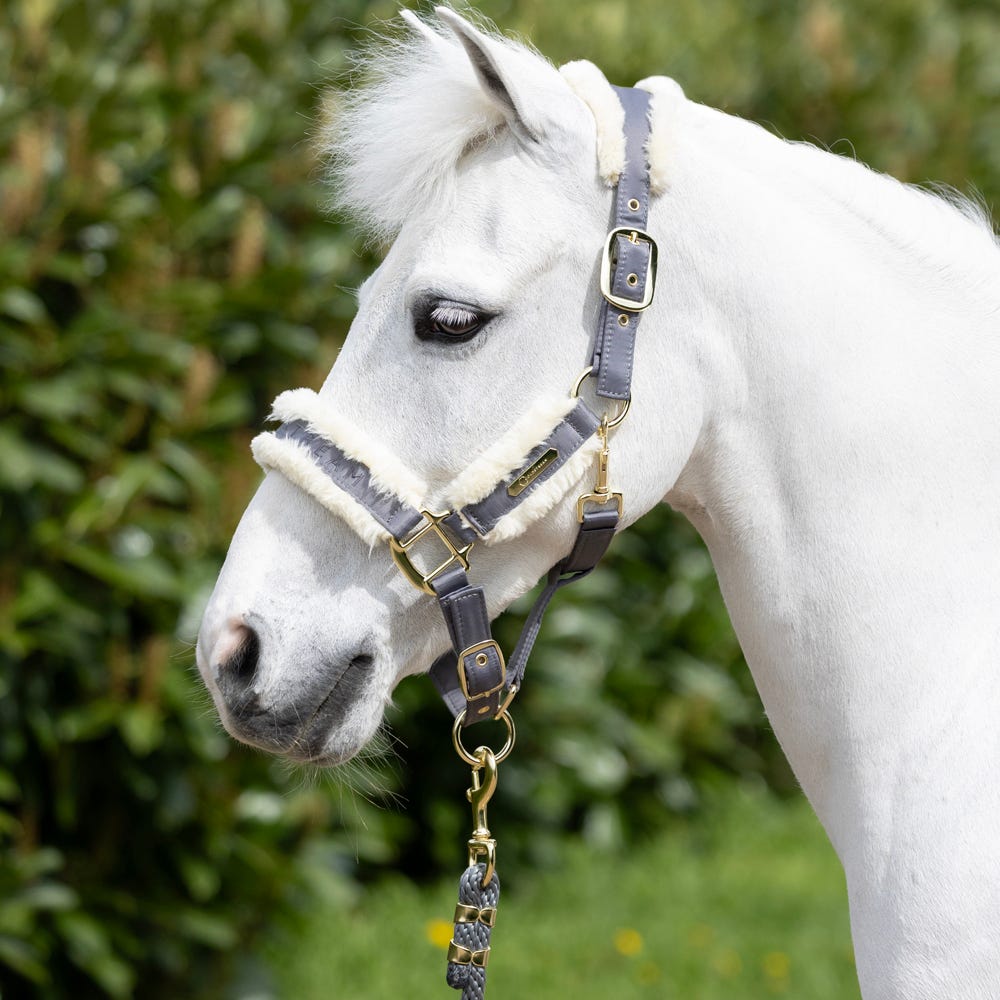 Coldstream Langlee Luxury Head Collar & Lead Rope - Nags Essentials