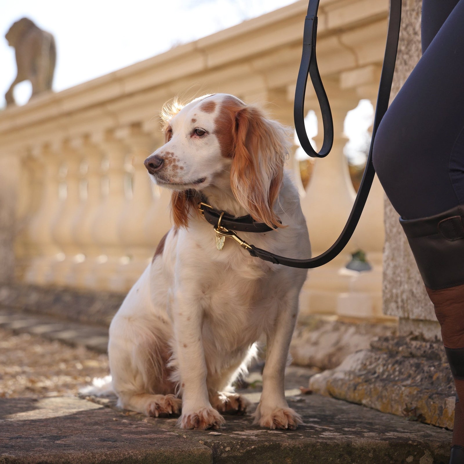 Digby & Fox Flat Leather Dog Lead - Nags Essentials