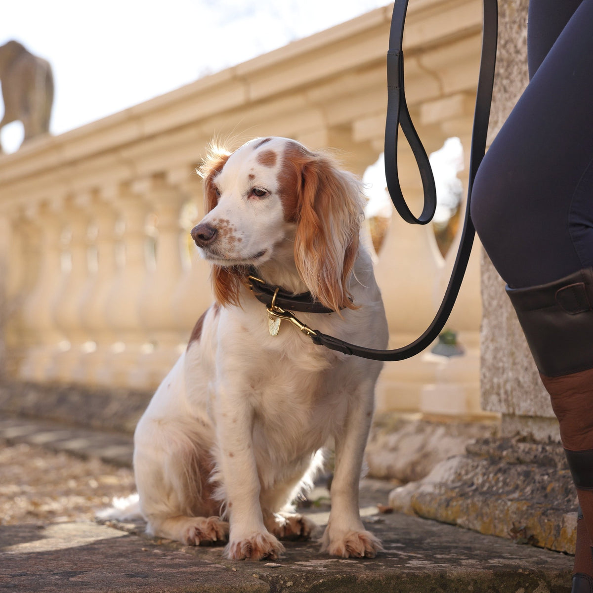 Digby & Fox Flat Leather Dog Lead - Nags Essentials