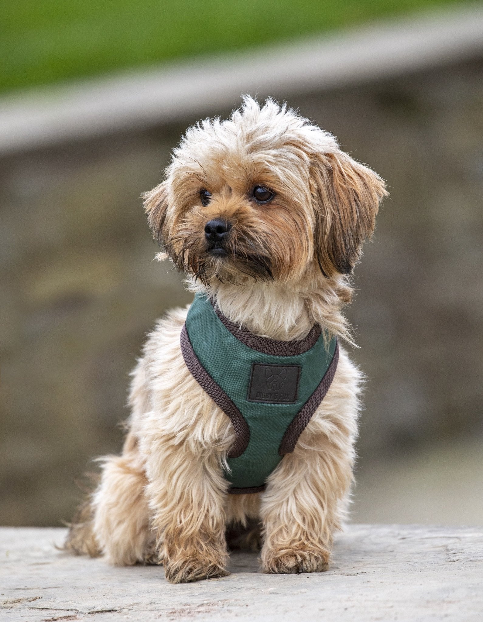 Digby & Fox Heritage Harness - Nags Essentials