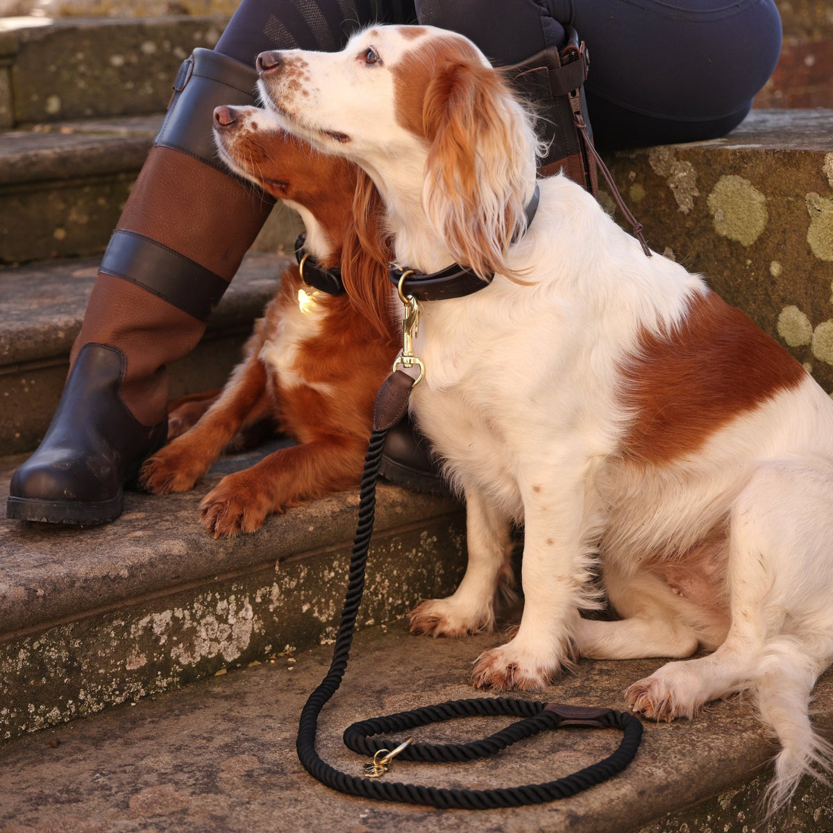 Digby &amp; Fox Rope Dog Lead - Nags Essentials