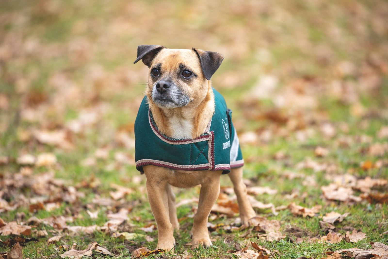 Digby & Fox Waterproof Dog Coat - Nags Essentials