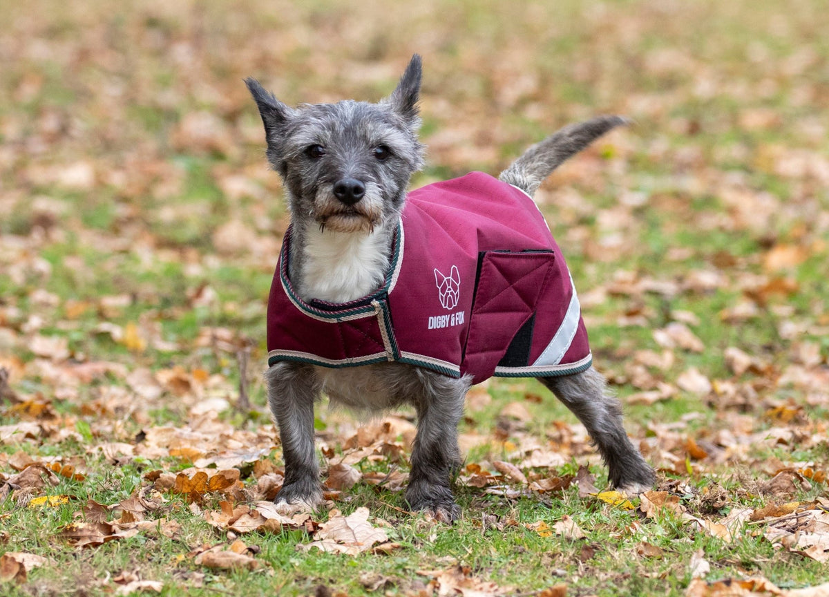 Digby & Fox Waterproof Dog Coat - Nags Essentials