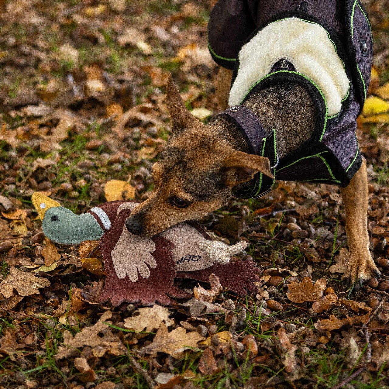 Dog Toy Collection - Nags Essentials