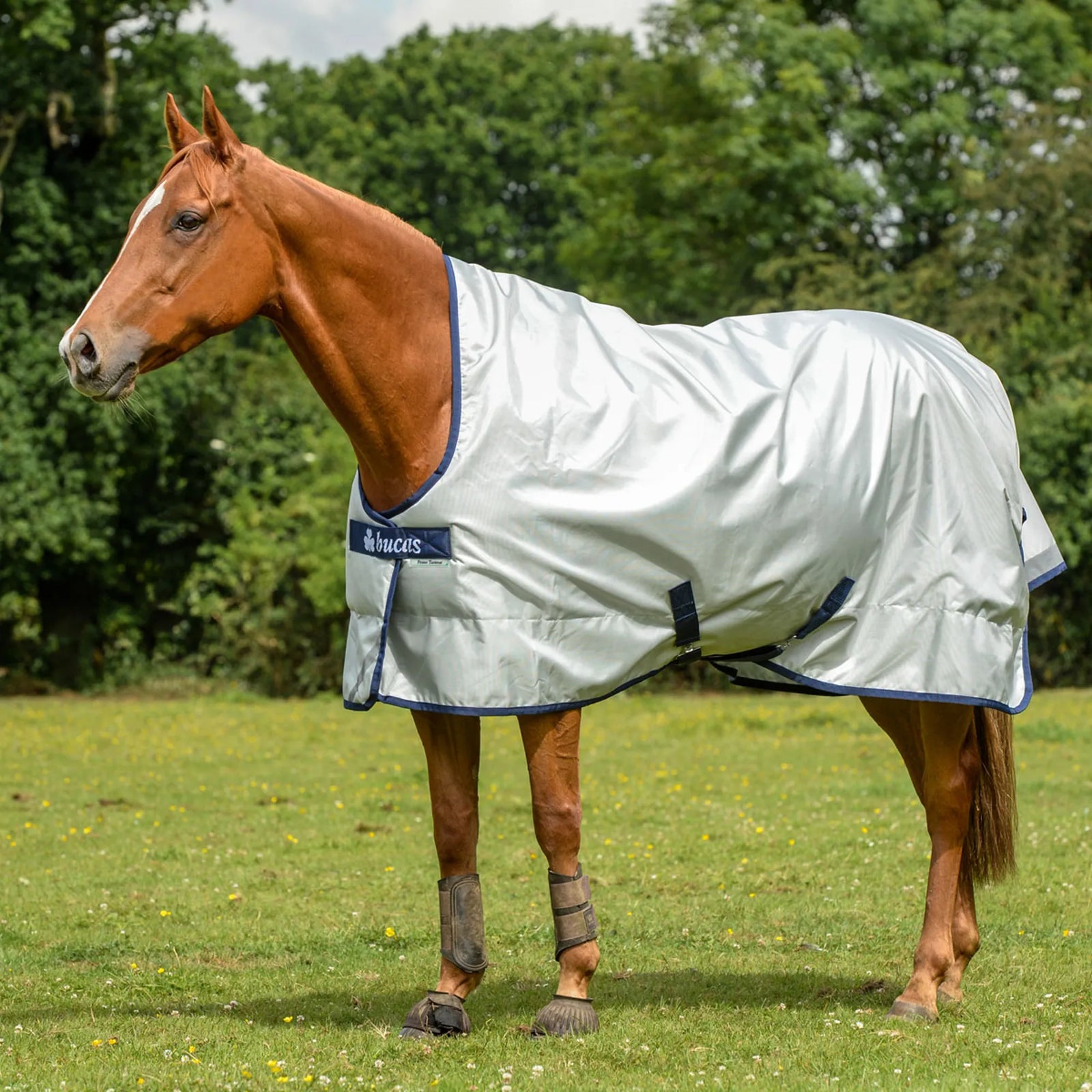 Bucas Power Turnout Light High Neck