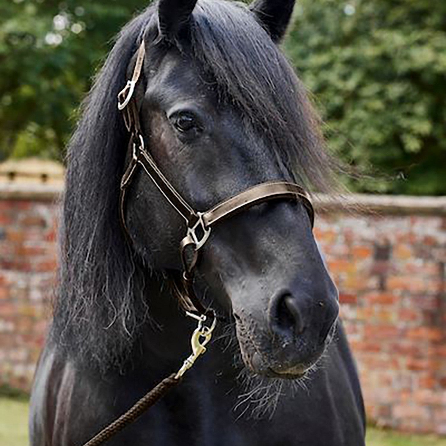 Firefoot Padded Leather Headcollar - Nags Essentials