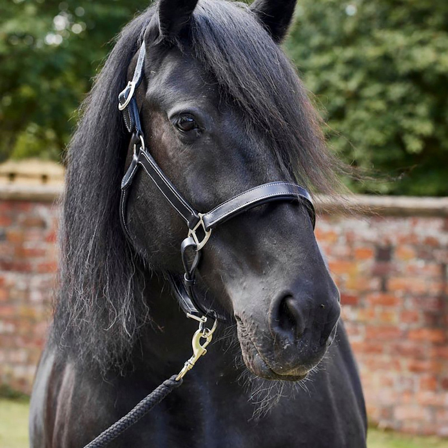 Firefoot Padded Leather Headcollar - Nags Essentials