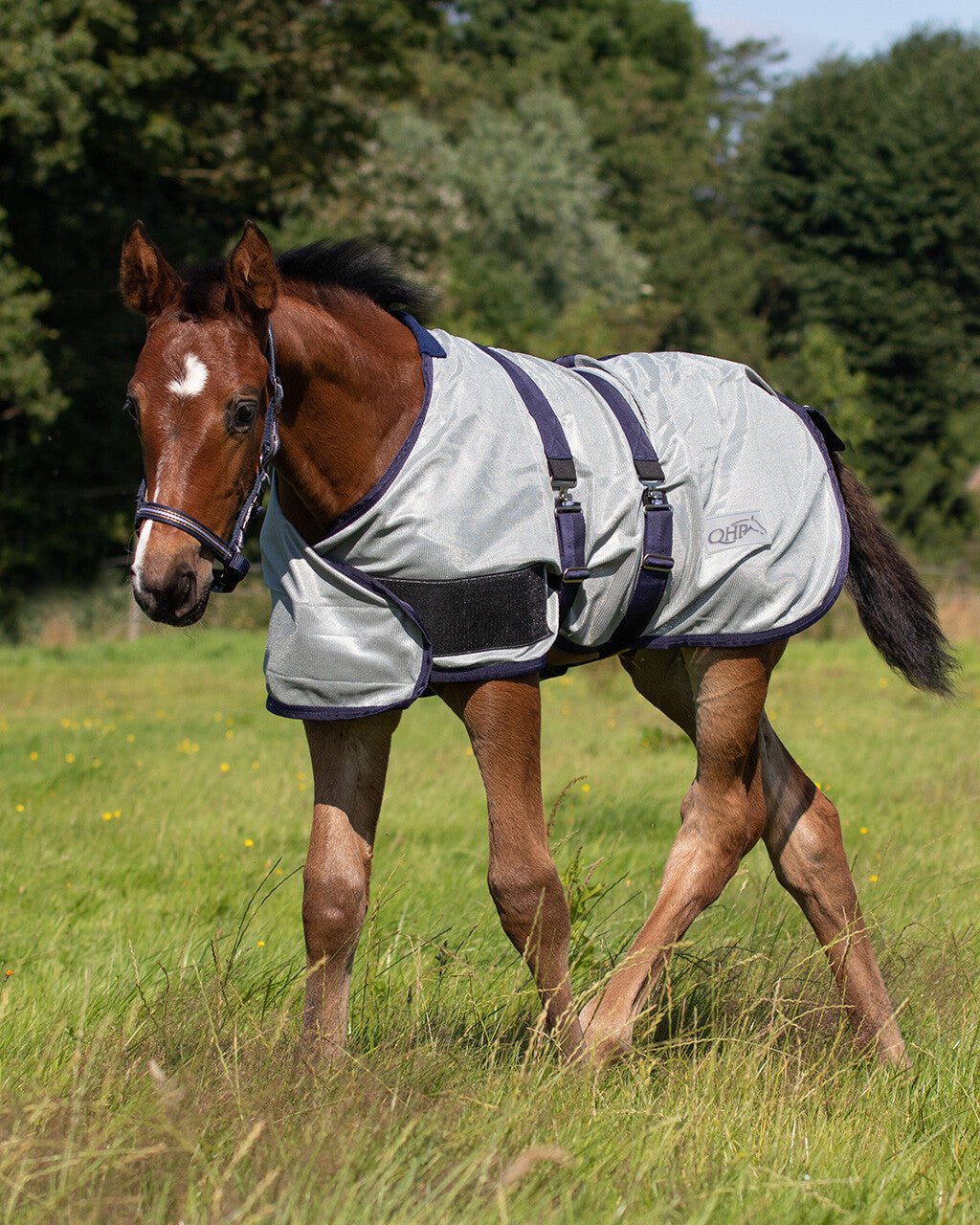 Foal Fly Rug - Nags Essentials