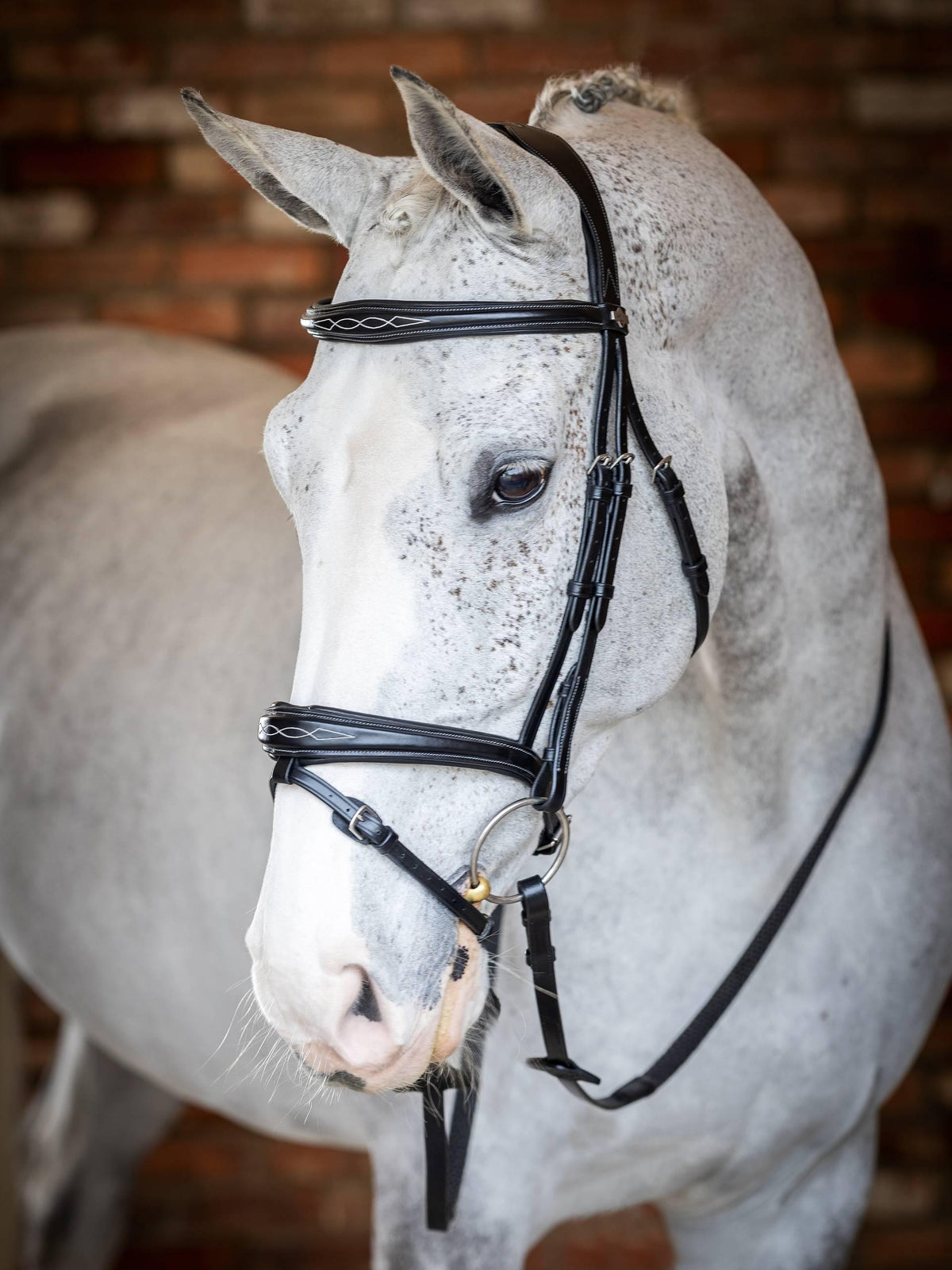 Lemieux Kudos Competition Flash Bridle
