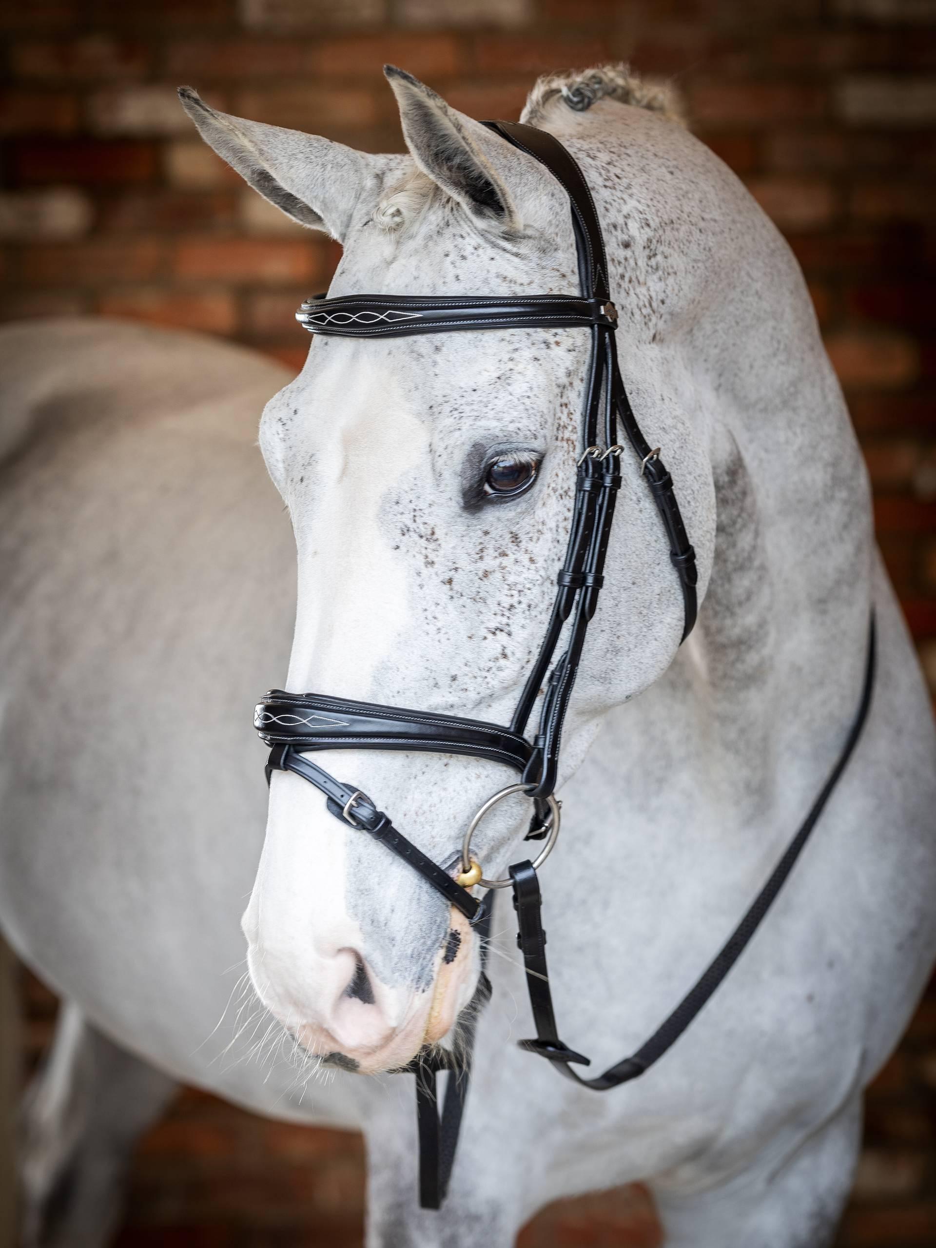 Lemieux Kudos Competition Flash Bridle