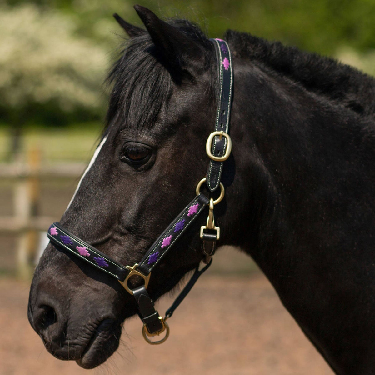Gallop Diamond Padded Leather Headcollar - Nags Essentials