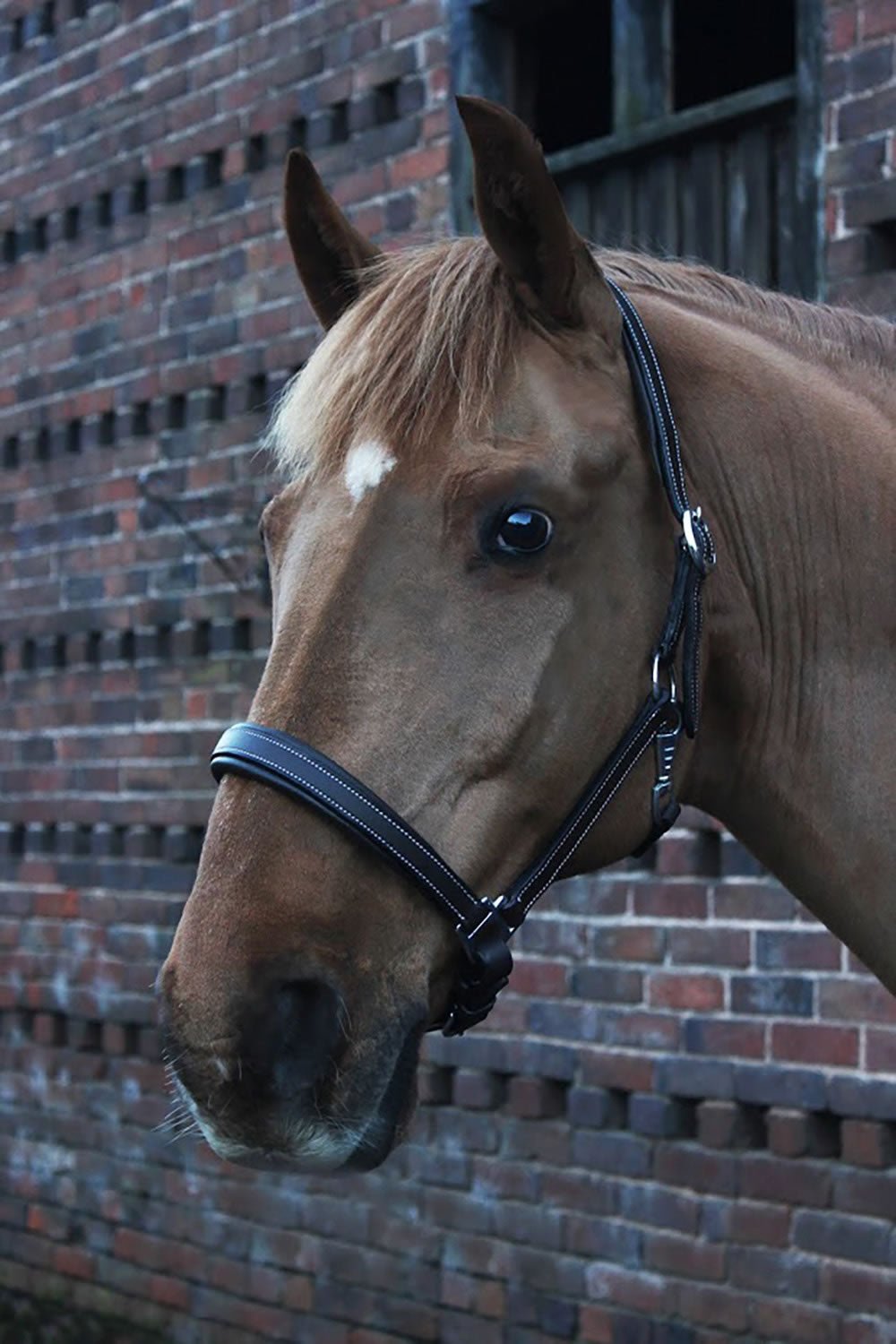 Gallop Premium Padded Leather Headcollar - Nags Essentials