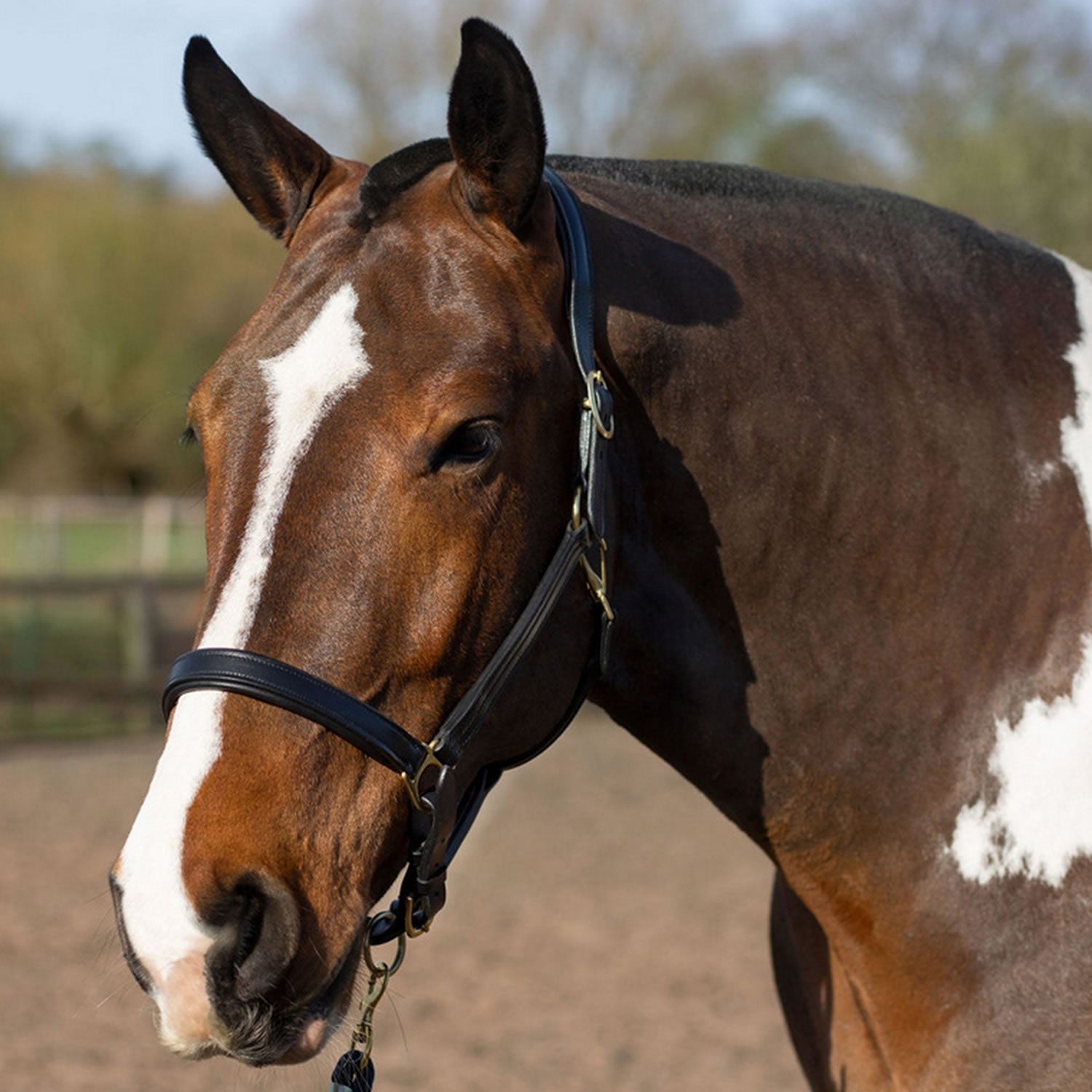 Gallop Premium Padded Leather Headcollar - Nags Essentials