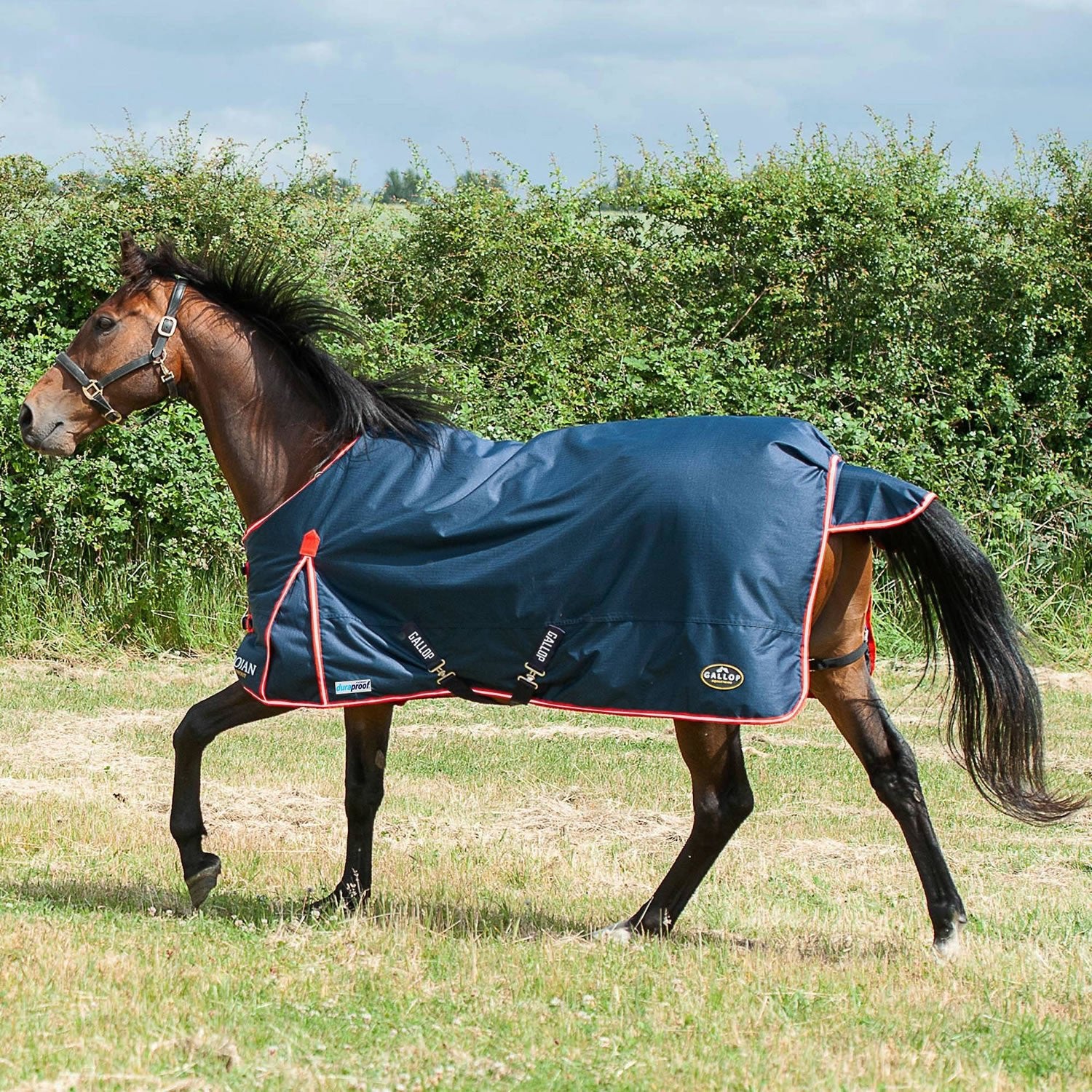 Gallop Trojan Duraproof 200g Turnout - Navy - Nags Essentials