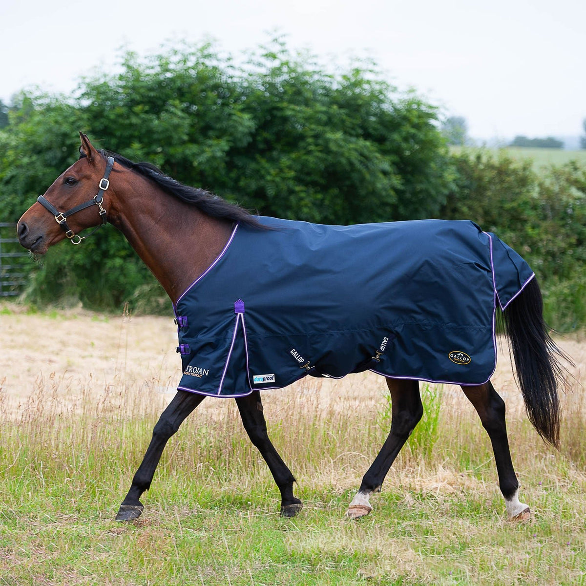 Gallop Trojan Duraproof 5 - Point Standard Lightweight Turnout - Navy - Nags Essentials