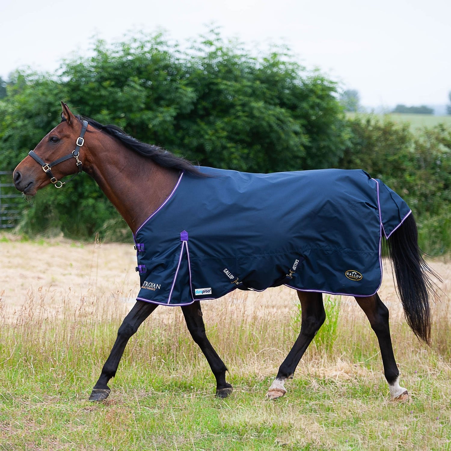 Gallop Trojan Duraproof 5 - Point Standard Lightweight Turnout - Navy - Nags Essentials
