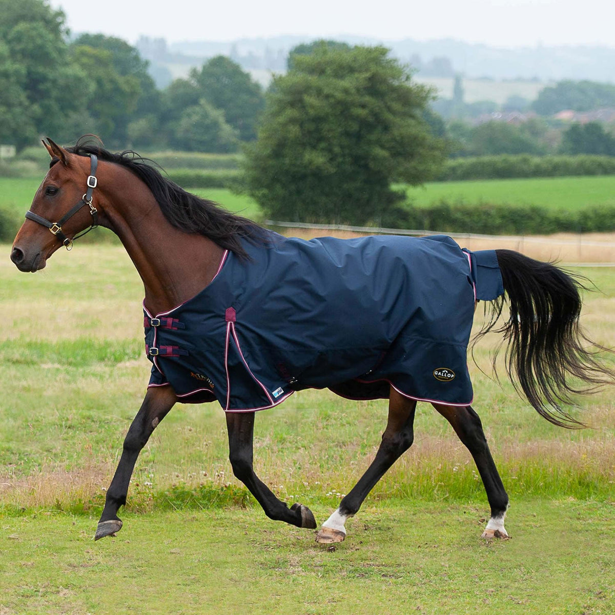 Gallop Trojan Duraproof 50g 5 - Point Standard Neck Turnout - Navy - Nags Essentials