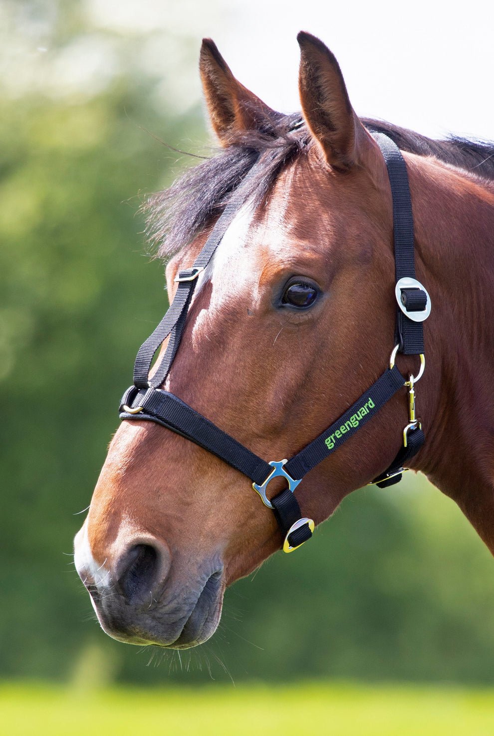 Greenguard Headcollar - Nags Essentials