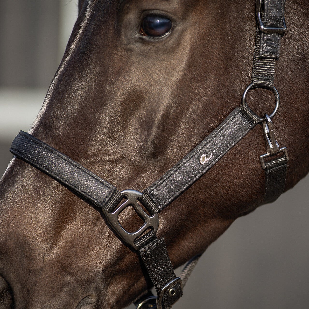 Head Collar Glitter - Nags Essentials