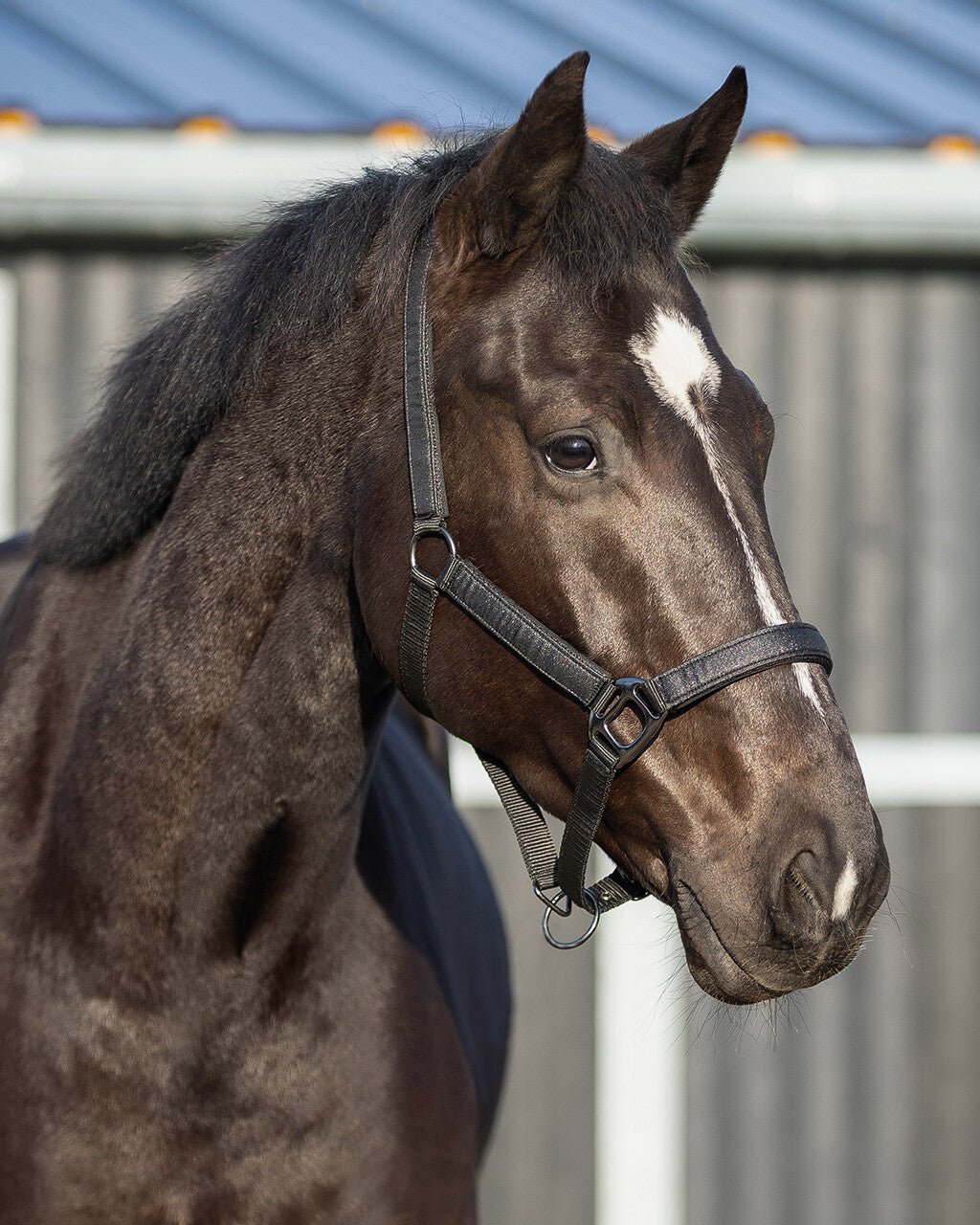 Head Collar Glitter - Nags Essentials