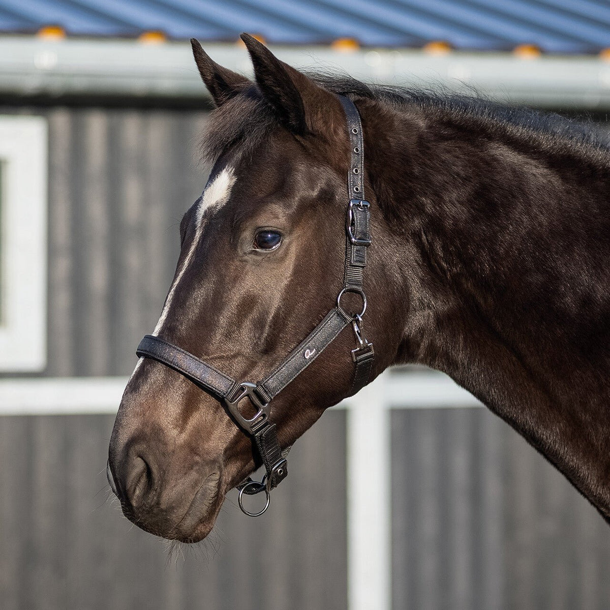 Head Collar Glitter - Nags Essentials