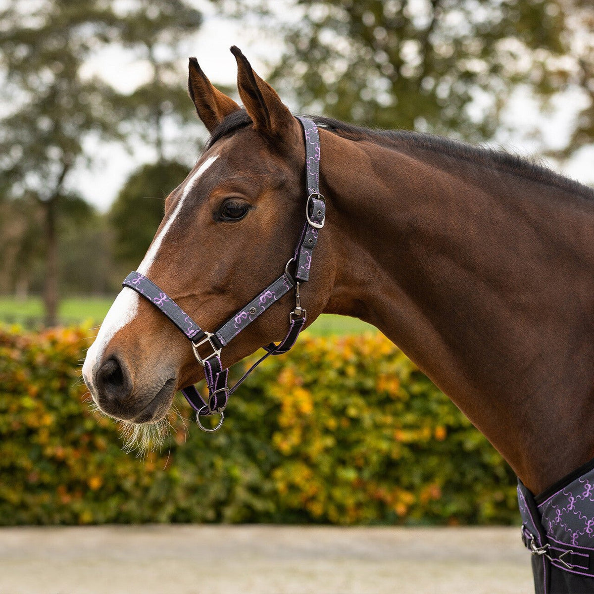 Head Collar Set - Turnout Collection - Nags Essentials