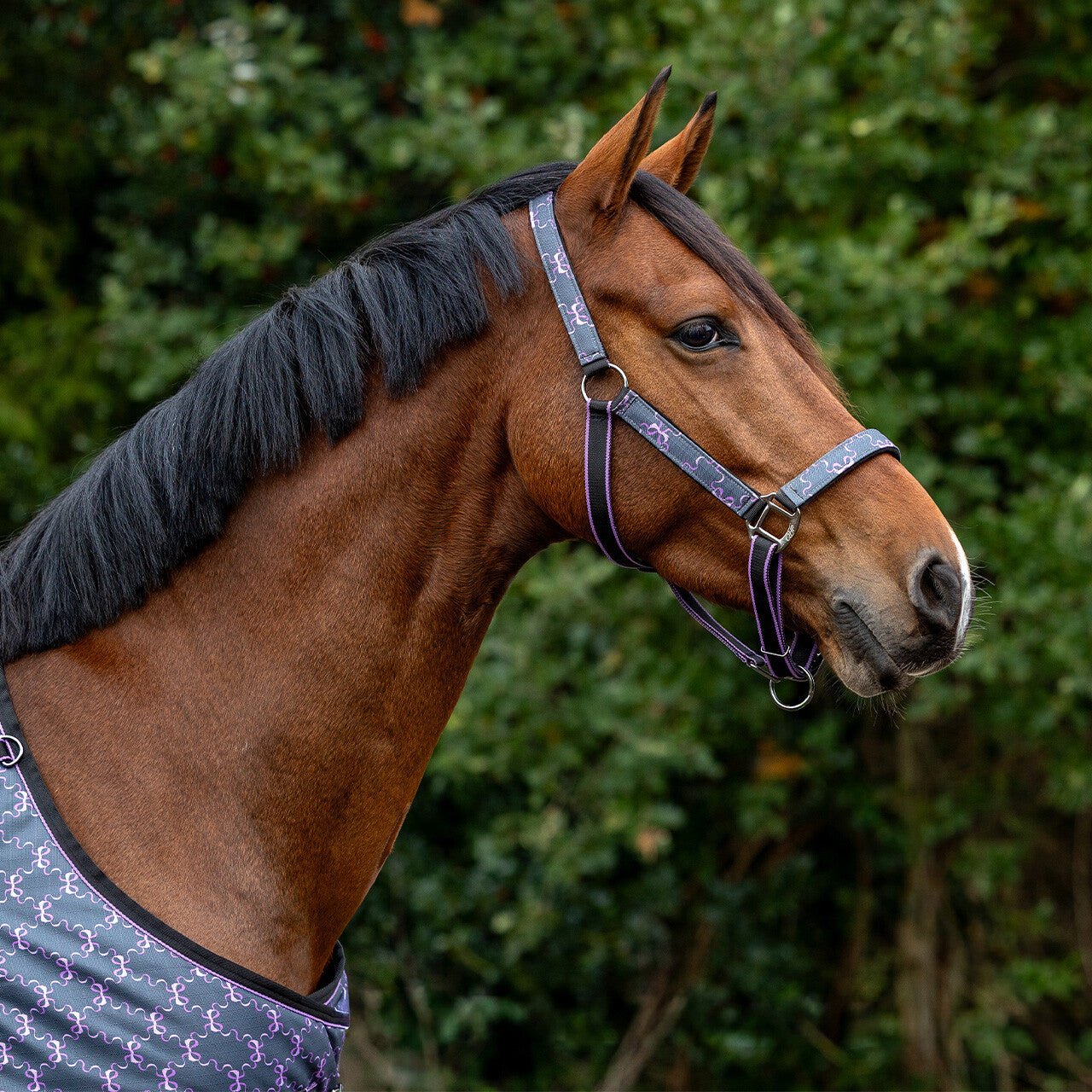 Head Collar Set - Turnout Collection - Nags Essentials