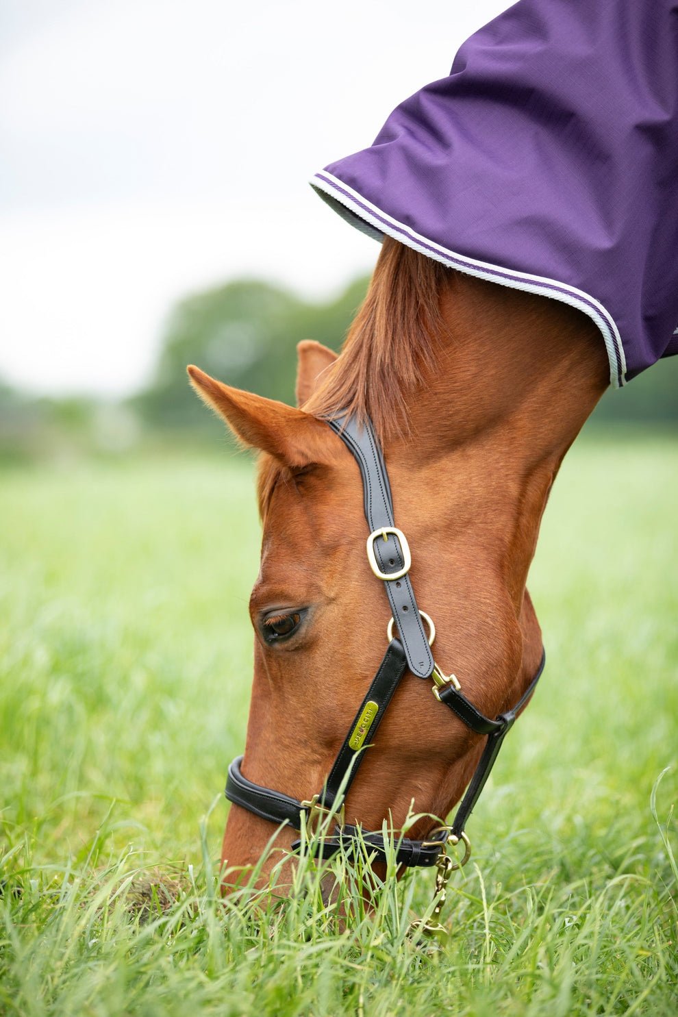 Highlander Original 100 Turnout Rug - Plum - Nags Essentials