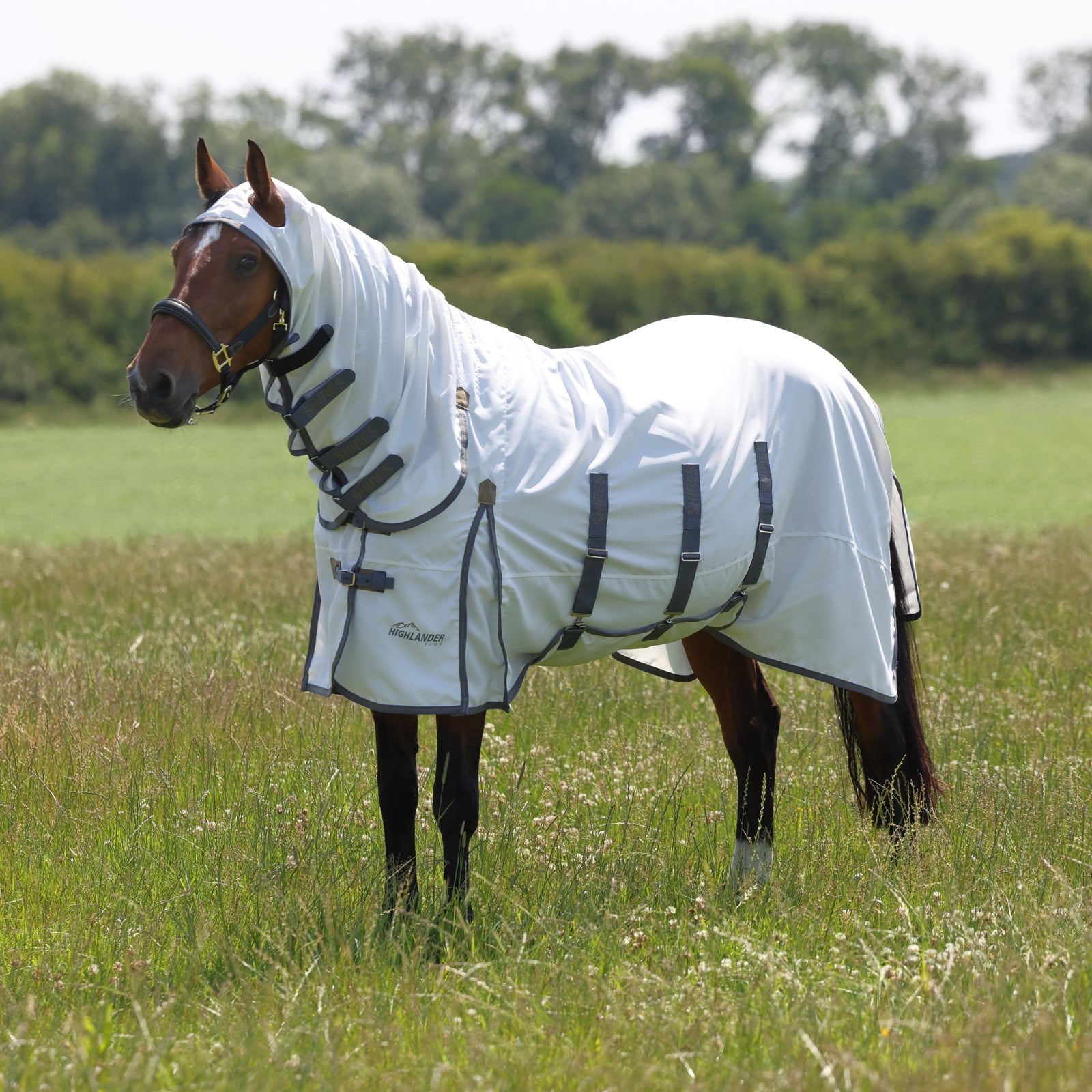 Highlander Plus Sweet - itch Combo Rug - Nags Essentials