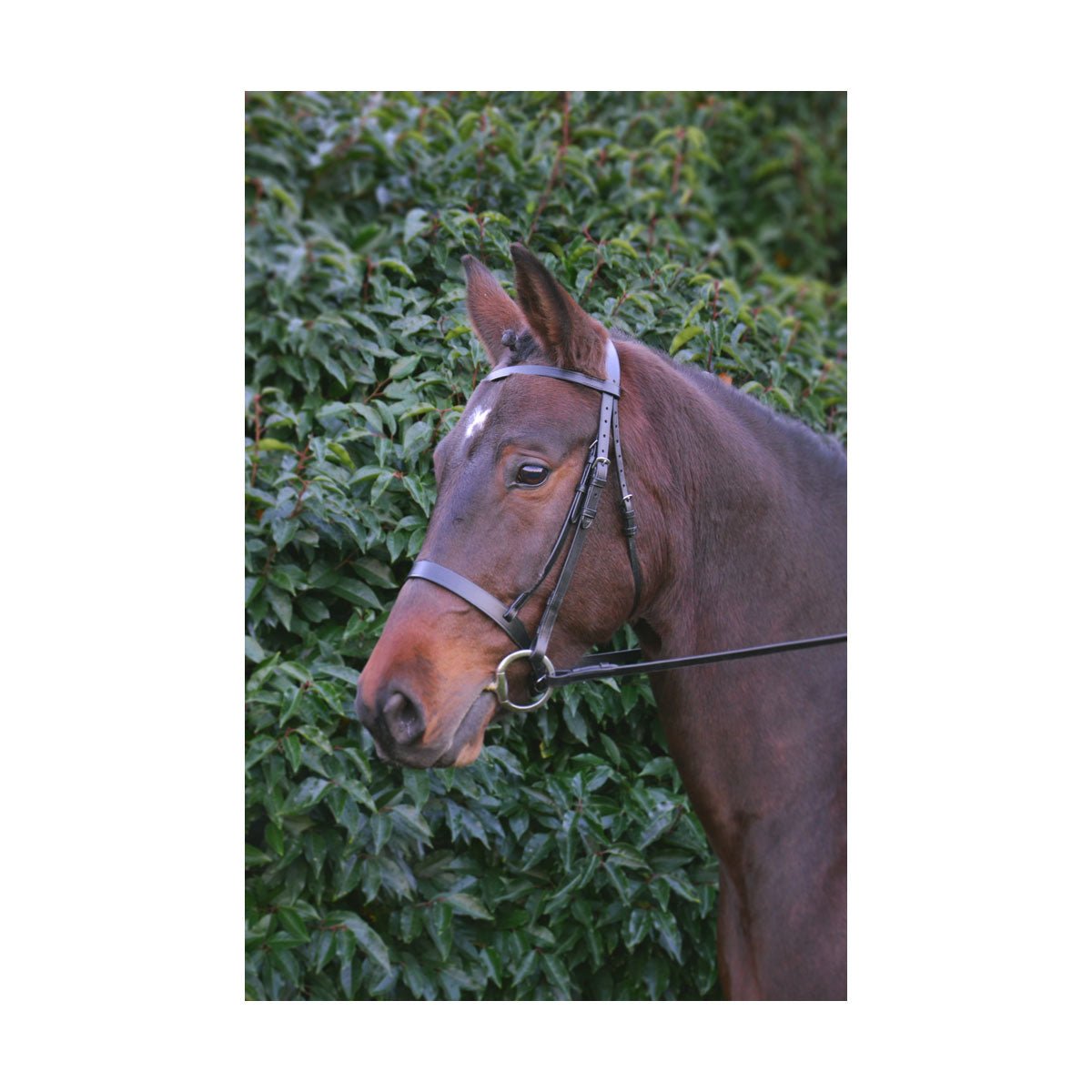Hy Equestrian Hunter Bridle with Rubber Grip Reins - Nags Essentials