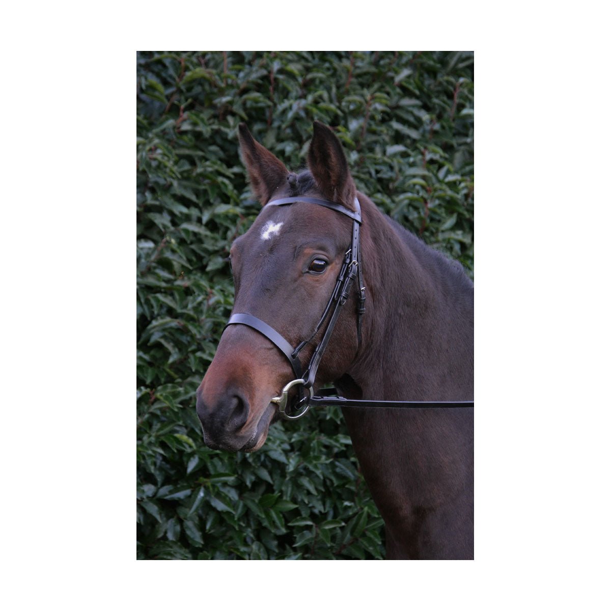 Hy Equestrian Hunter Bridle with Rubber Grip Reins - Nags Essentials