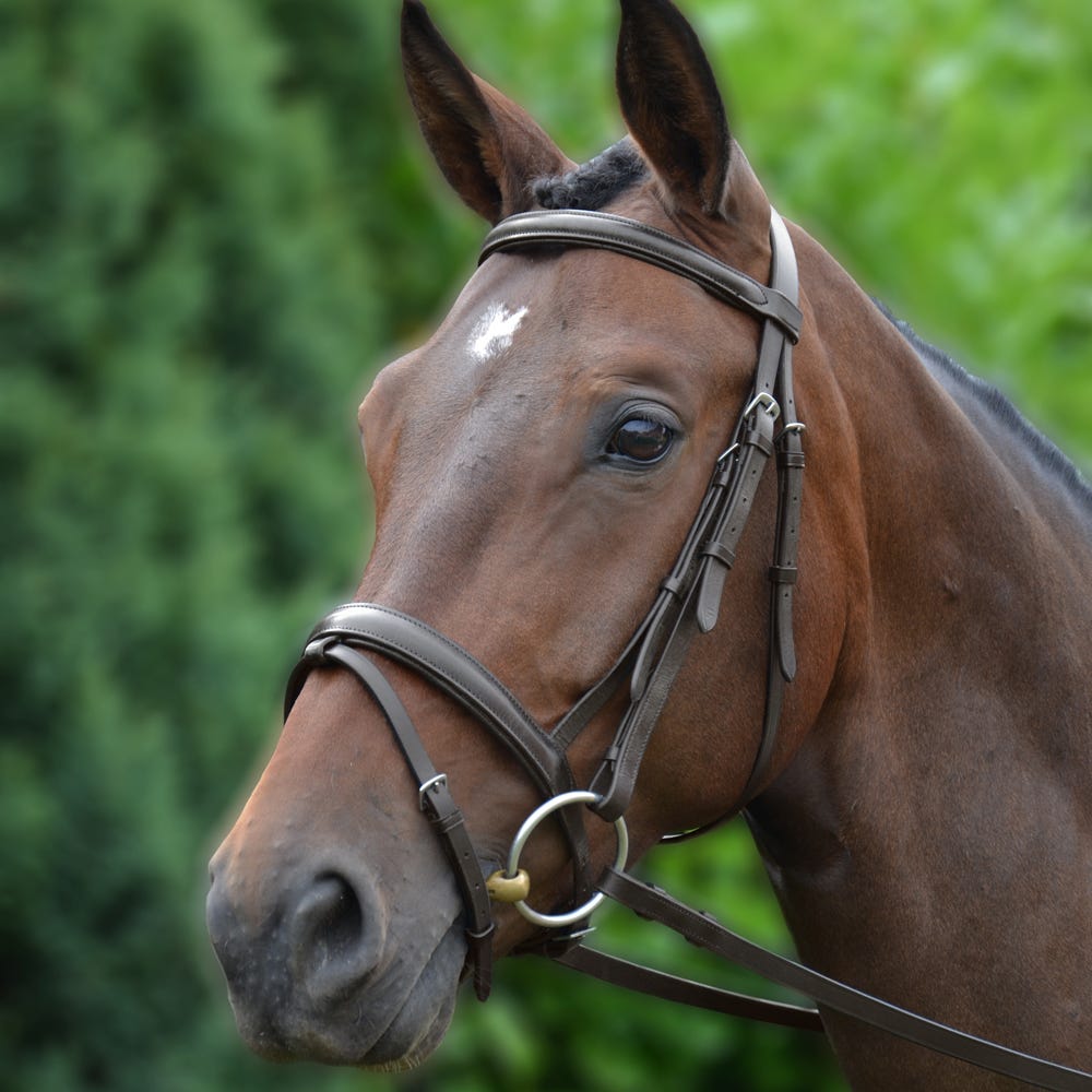 Hy Equestrian Padded Flash Bridle with Rubber Grip Reins - Nags Essentials
