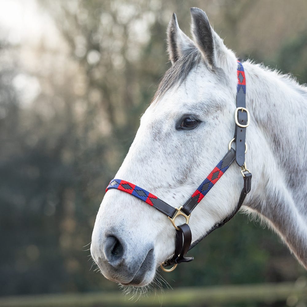 Hy Equestrian Polo Leather Head Collar - Nags Essentials