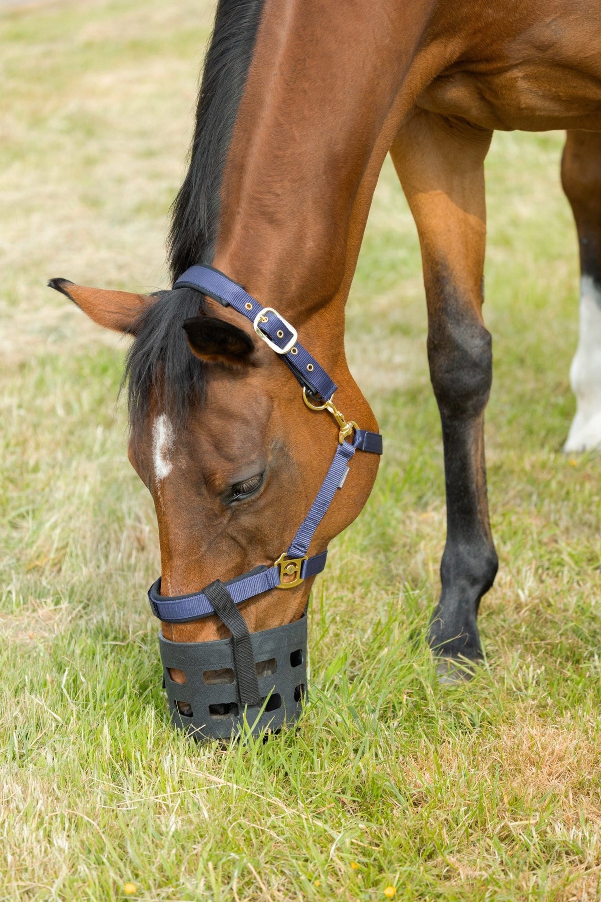 Hy Equestrian Rubber Muzzle - Nags Essentials