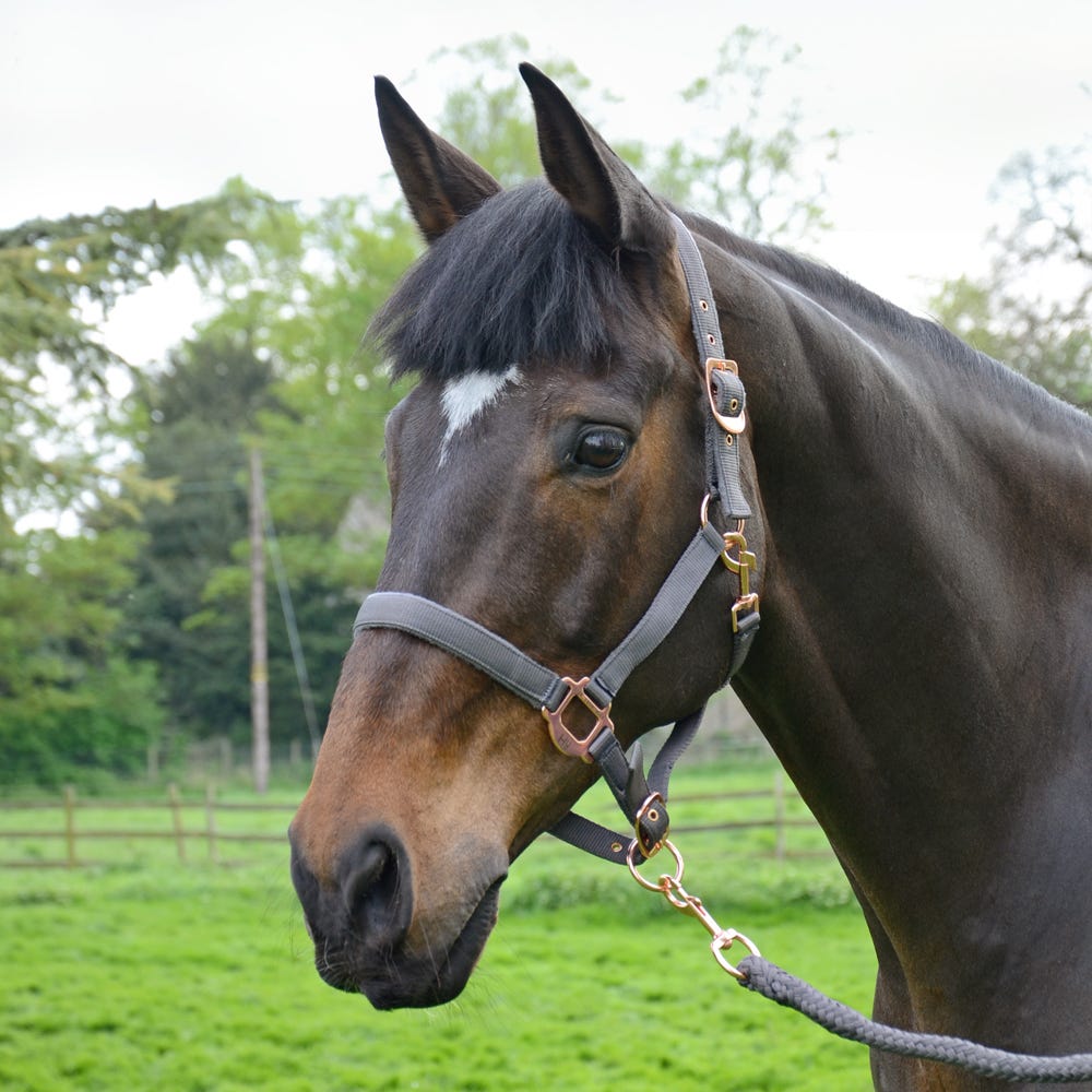 Hy Rose Gold Headcollar and Lead Rope - Nags Essentials