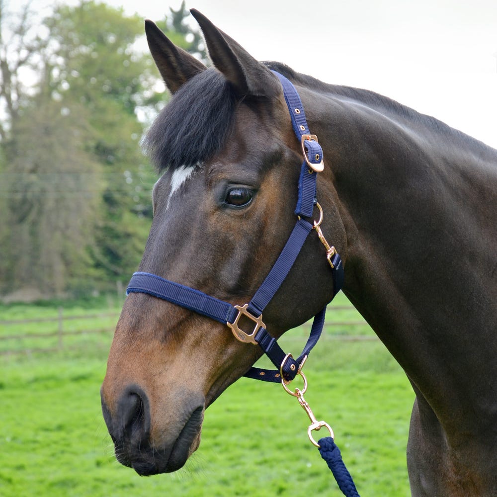 Hy Rose Gold Headcollar and Lead Rope - Nags Essentials