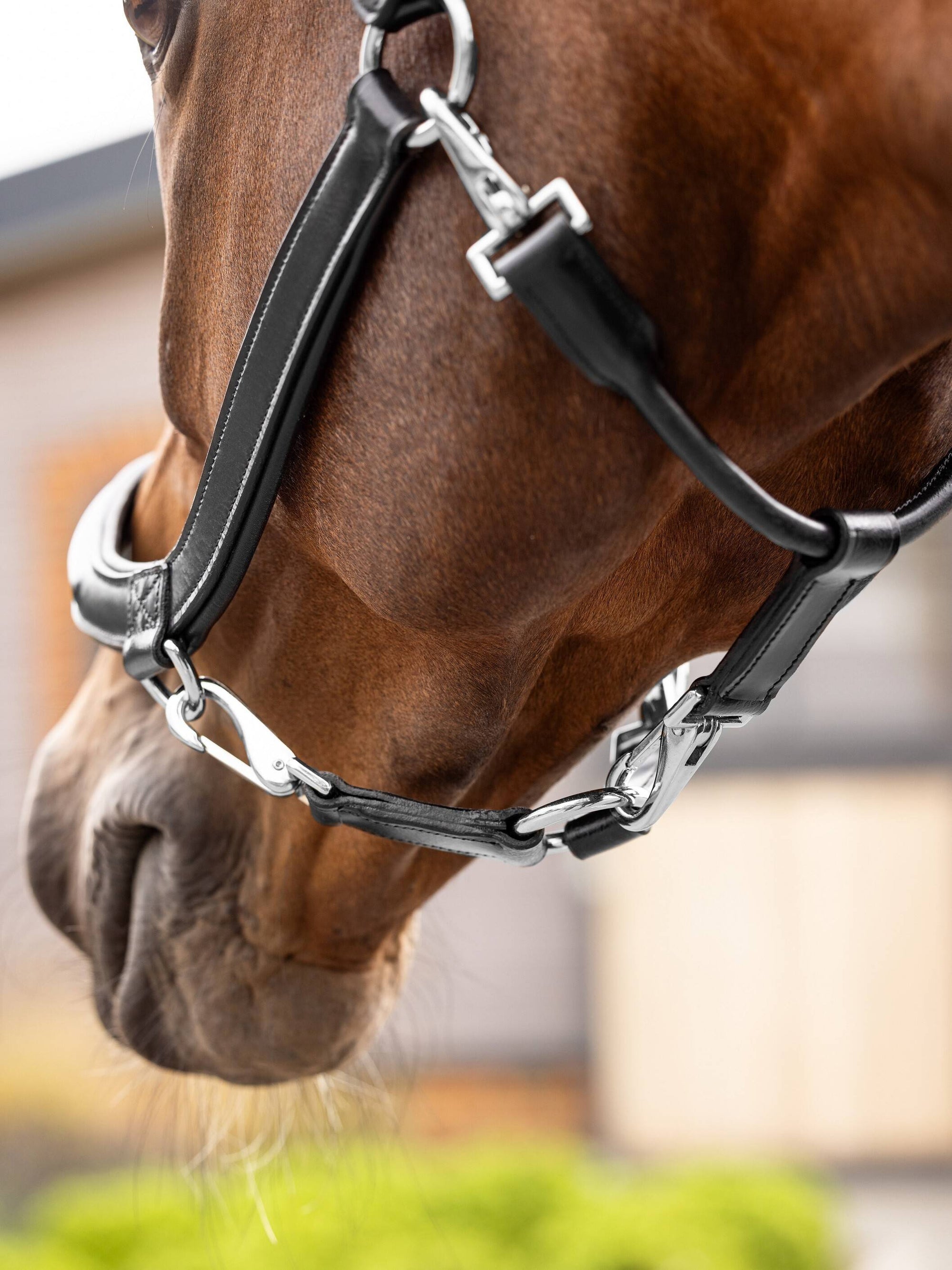Lemeiux Leather Grooming Headcollar
