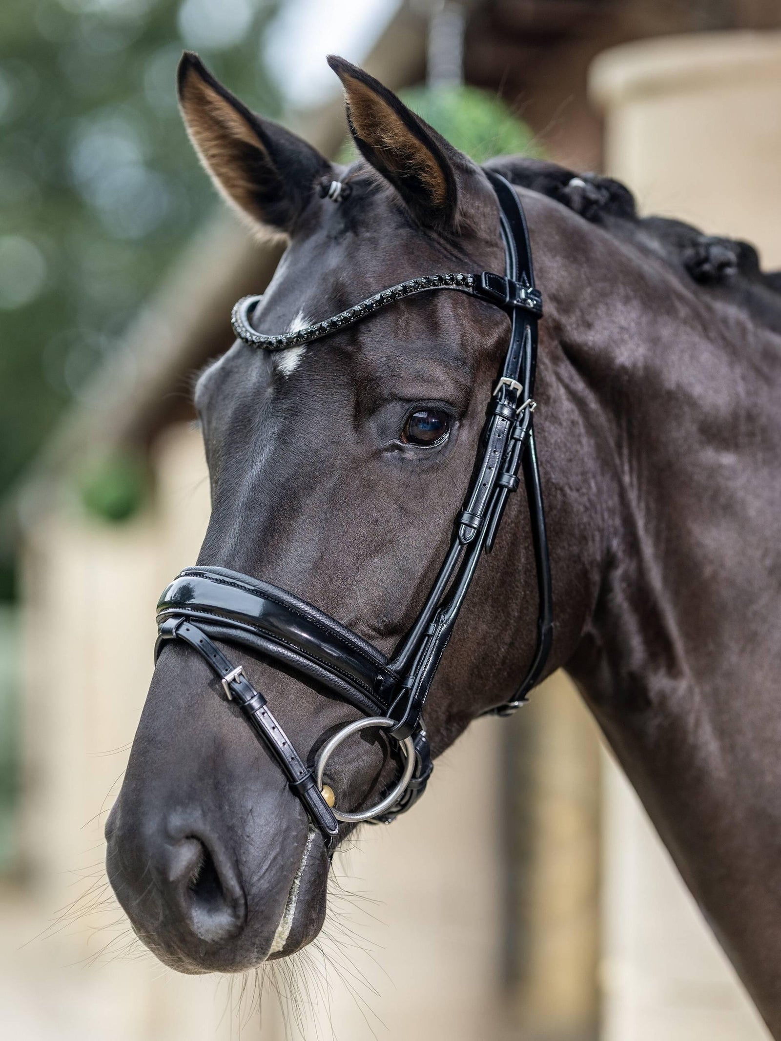 Lemieux Kudos Patent Rolled Dressage Bridle