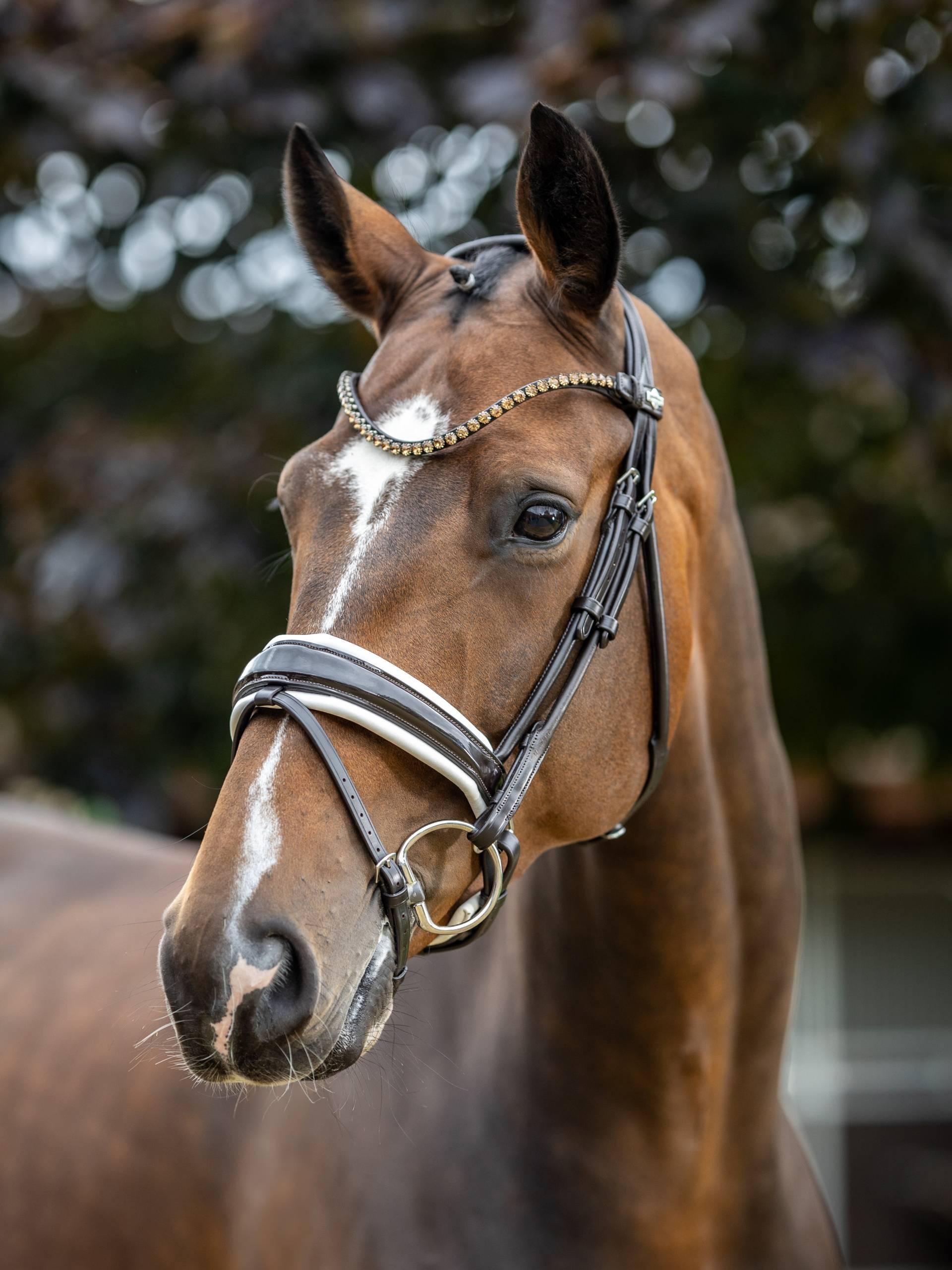 Lemieux Kudos Patent Rolled Dressage Bridle
