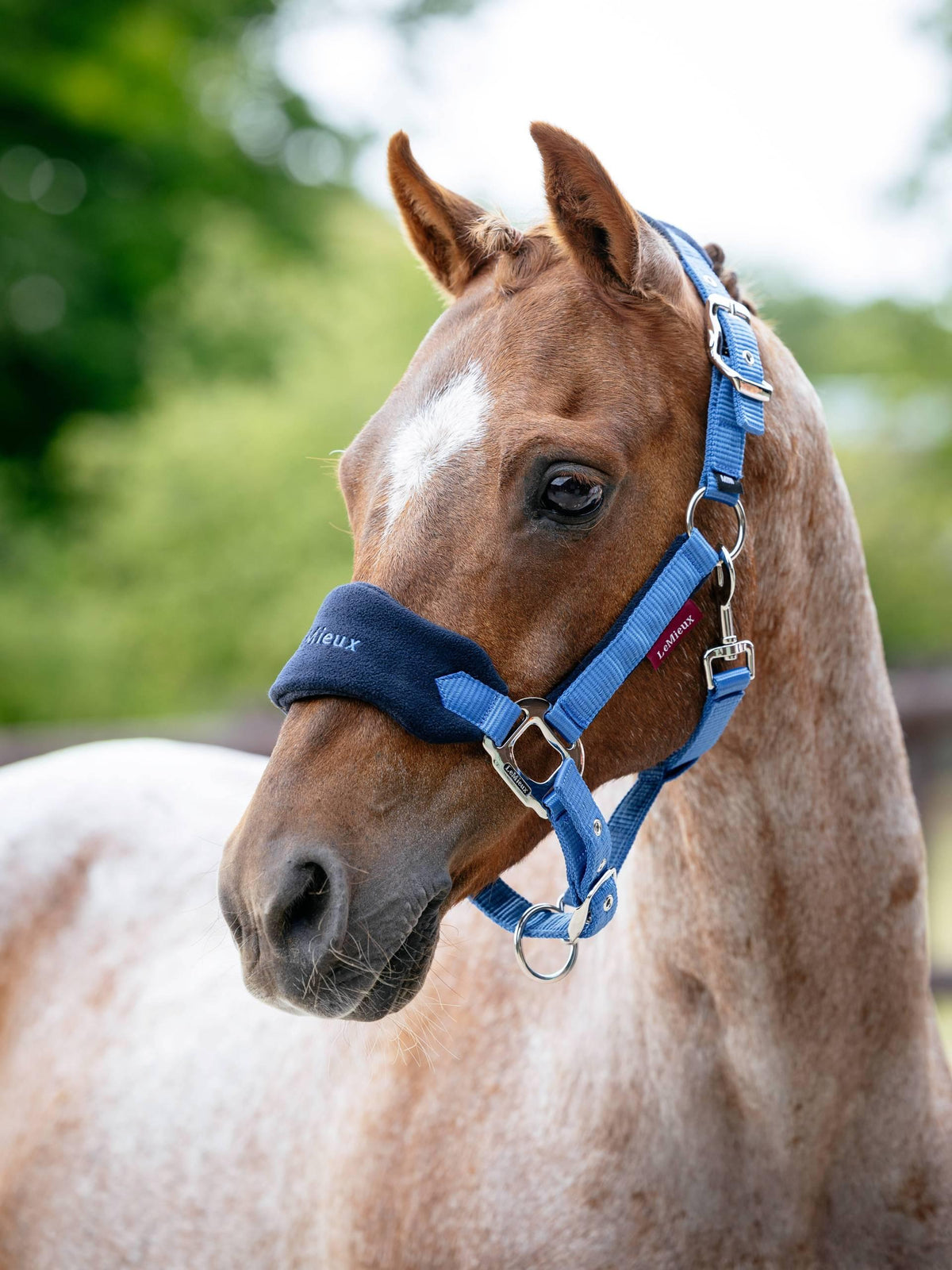 Lemieux Mini Vogue Headcollar & Leadrope