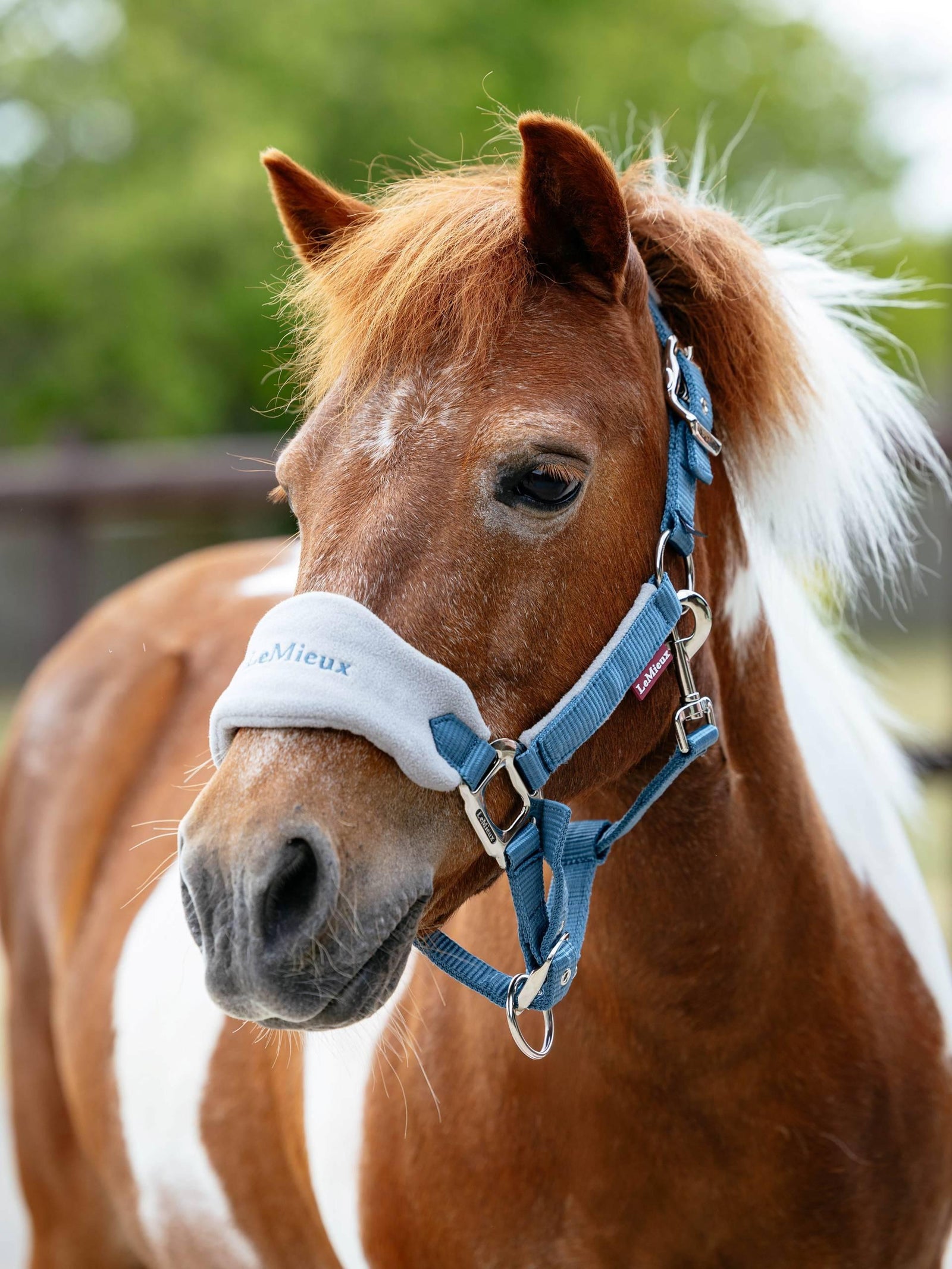 Lemieux Mini Vogue Headcollar & Leadrope