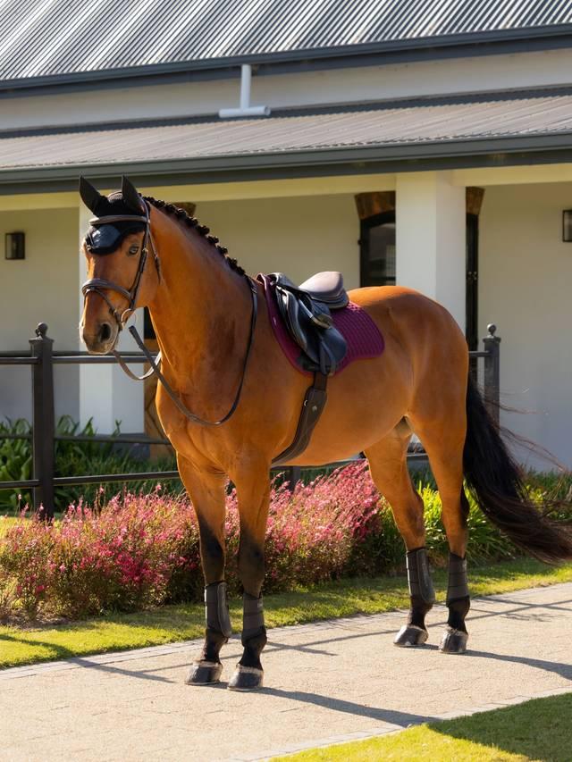 LeMieux Cotton GP Square