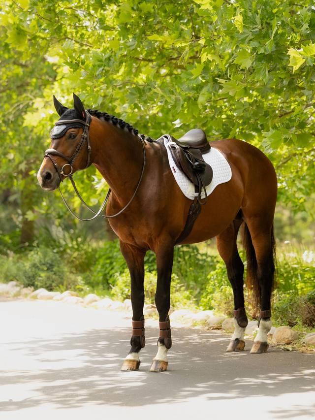 LeMieux Cotton GP Square