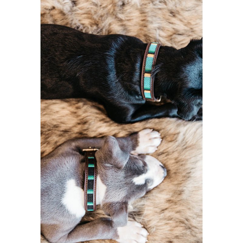 Kentucky Dogwear Dog Collar Pearls Light Blue - Nags Essentials
