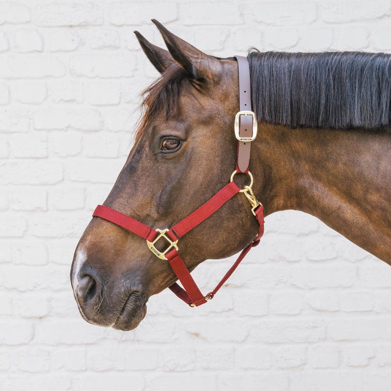Kentucky Nylon Breakaway Halter - Nags Essentials