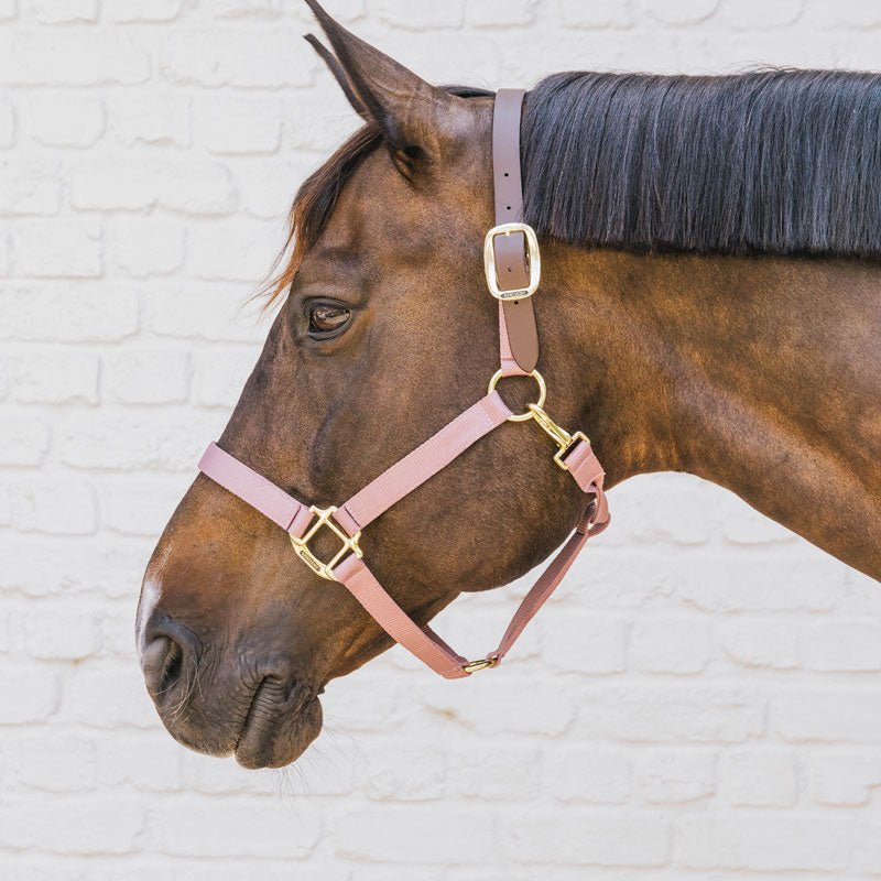 Kentucky Nylon Breakaway Halter - Nags Essentials
