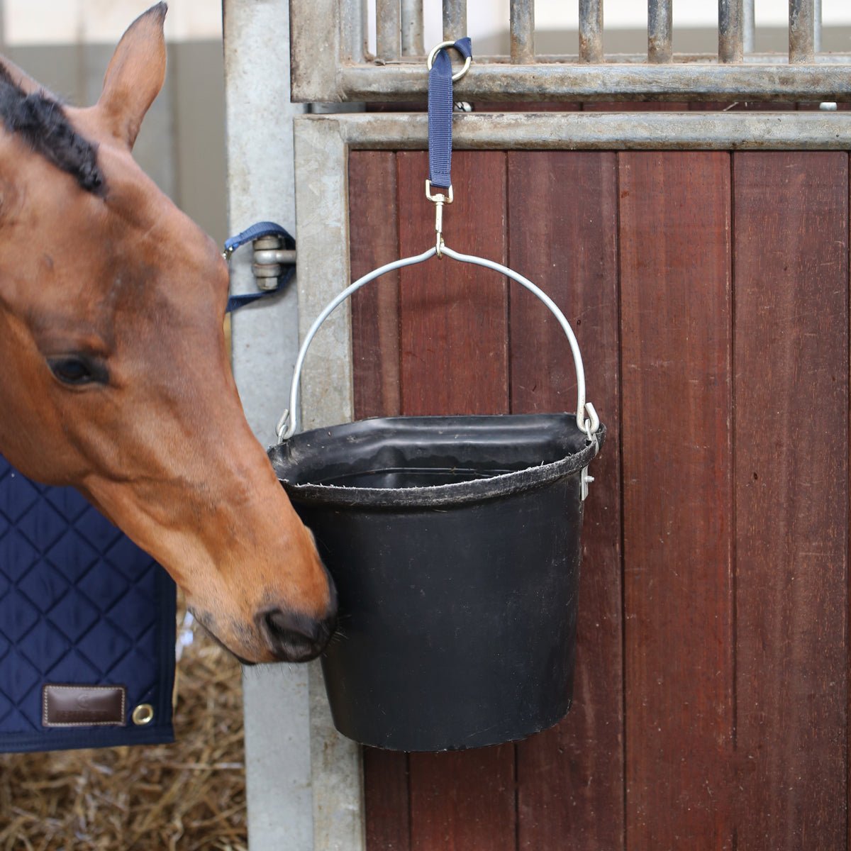 Kentucky Nylon Clip and Ring Strap - Nags Essentials