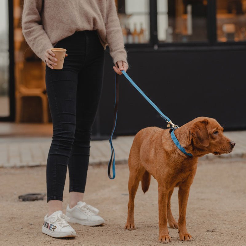 Kentucky Plaited Dog Lead - Nags Essentials