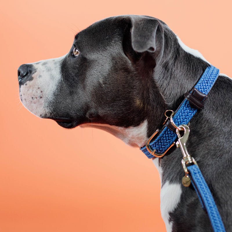 Kentucky Plaited Nylon Dog Collar - Nags Essentials